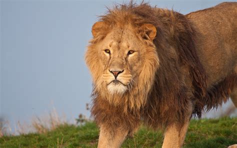 Lion Full HD 1080p Wallpapers ~ LatestWallpaper99