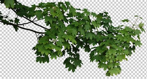 Trees0065 Free Background Texture Tree Leaves Alpha Masked Branch Isolated Green