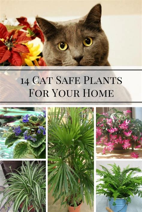 Learn how to grow rosemary in pots! 14 Cat Safe Plants For Your Home - Home and Gardening Ideas