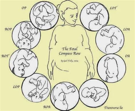 Diary Of A Fit Mommy How To Tell The Fetal Position Of Your Baby