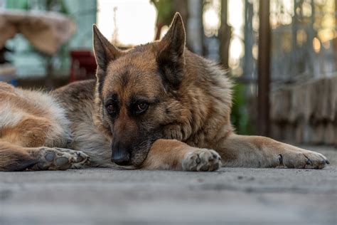 Why Are German Shepherds Used As Police Dogs Misty Ridge Animal