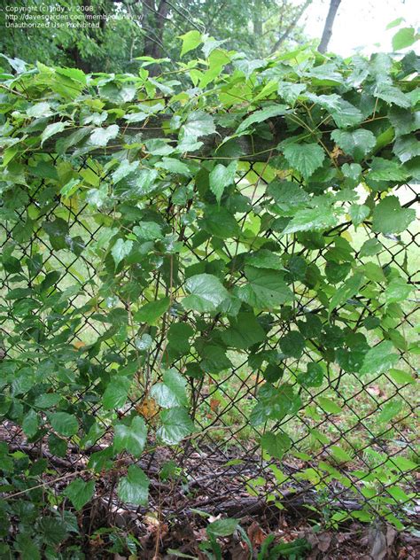 Climbing plants are vines and best suited for open wall, balcony and as curtains for display. Plant Identification: CLOSED: Vine - Heart-Shaped Leaves ...