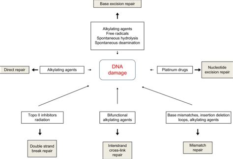 Types Of Dna Damage And Dna Repair Pathways Abbreviation Dna Download Scientific Diagram