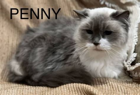 Penny Female Ragdoll Cat In Vic Petrescue