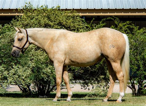 2021 Foal By A Son Of A Cowboy At Heart And Out Of Yellow Roan Of Texas