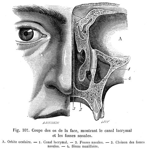 Anatomy Nasal Cavity Photograph By Granger