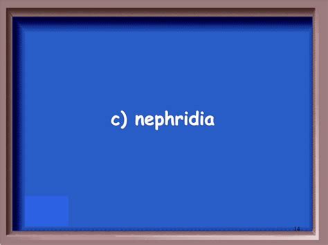 PPT - INVERTEBRATE REVIEW PowerPoint Presentation, free download - ID