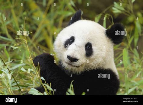 Giant Panda Ailuropoda Melanoleuca Captive In A Zoo Austria Stock