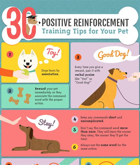 Dog Training Tips Why Positive Reinforcement Training Is Best Daily