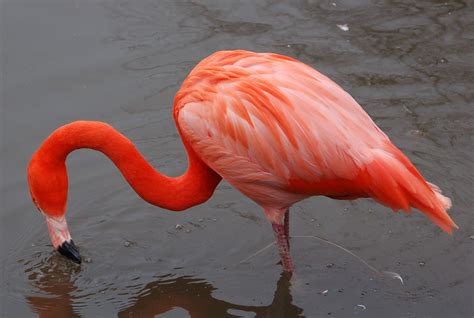 Filecaribbean Flamingo At Slimbridge Arp