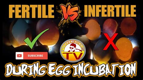 How To Check If An Egg Is Fertile Or Infertile Fertile And Infertile