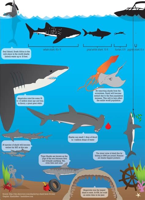 Shark Finning Shark Facts Shark Week Shark