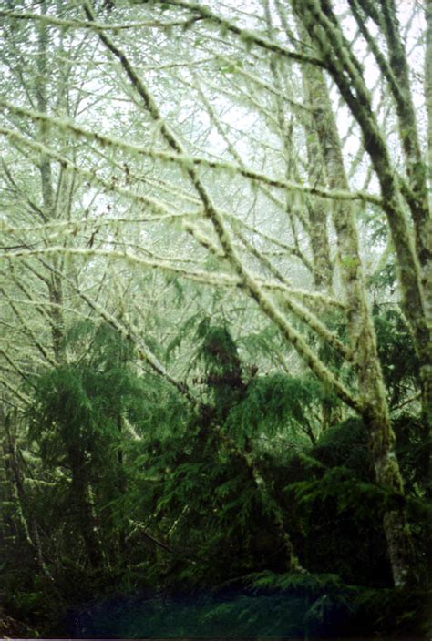 Oregon Coast 2000 Moss Covered Trees