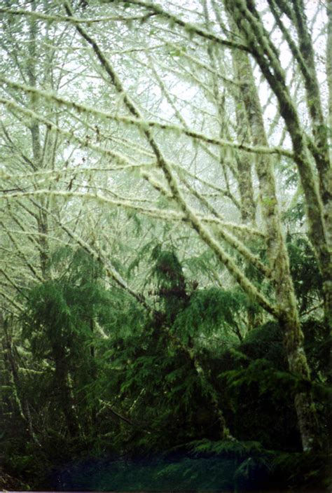 Southern oregon university women's resource center. Oregon Coast 2000: Moss Covered Trees