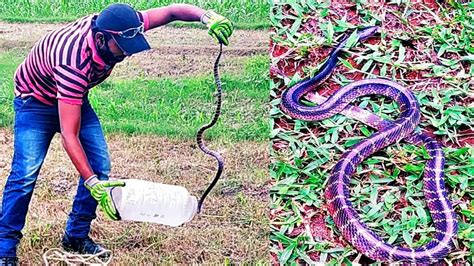Common Indian Krait Big Snake Rescue From Indrukh Bihar Youtube