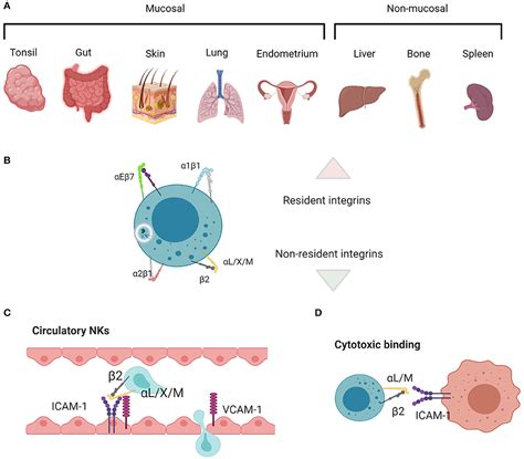 Frontiers Natural Killer Cell Integrins And Their Functions In Tissue