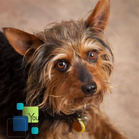 The dog rescues and cat rescues that post hundreds of local pets near you are experts at matching you with a dog or cat who will love the life you can provide. Pet Photography by Your Pixel Perfect | Scranton Pa | Pets ...