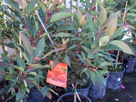 We did not find results for: Plant range - Pinewood Nursery