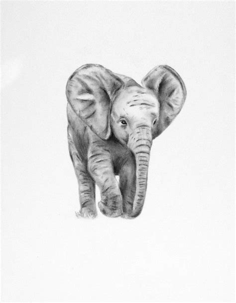 Pencil Drawings Of Baby Animals Baby Elephant Drawing Elephant