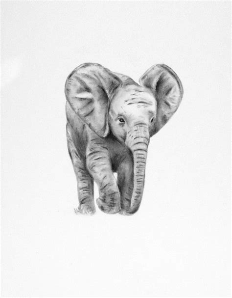 Pencil Drawings Of Baby Animals | Baby elephant drawing, Elephant