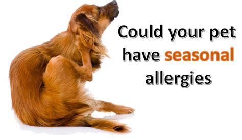 Pet Have Seasonal Allergies Ease Animal Massage™ Llc