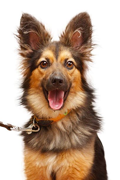 Dog With Human Mouth Stock Photos Pictures And Royalty Free Images Istock