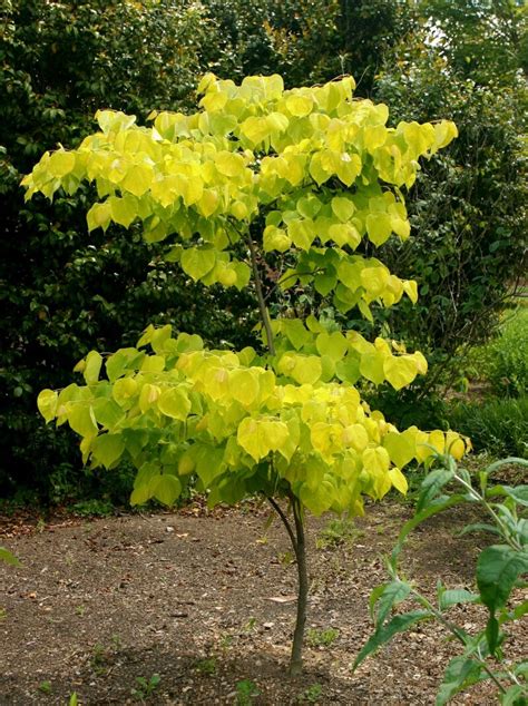 Cercis Canadensis Hearts Of Gold Eastern Redbud Siteone