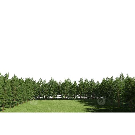 Pine Tree Forest Png Image Forest Green Pine Tree Grass Field Forest