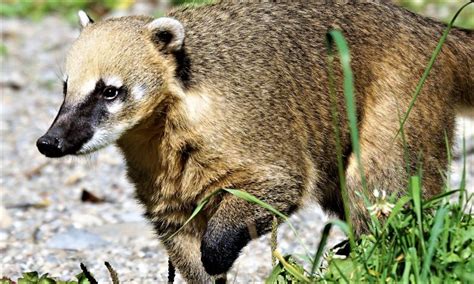 Find & download free graphic resources for cute animals. Coatí | Características, alimentación, reproducción ...