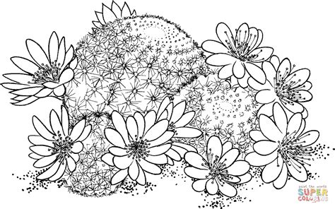 Pin by Kelly D on Digital images to color Cactus drawing, Coloring