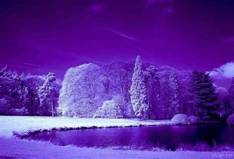 Purple Winter Scene Purple Christmas Purple Shades Of Purple