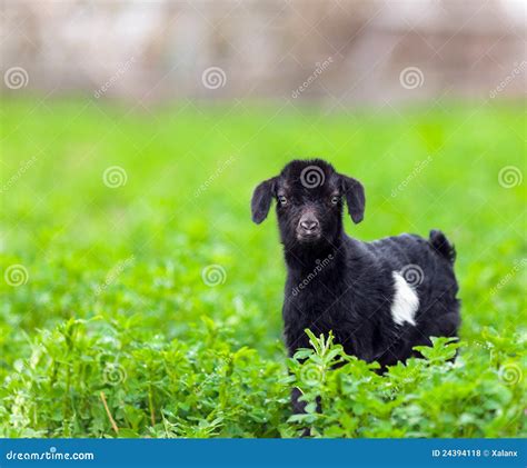 Baby Goat In A Grass Field Stock Photo Image Of Countryside 24394118