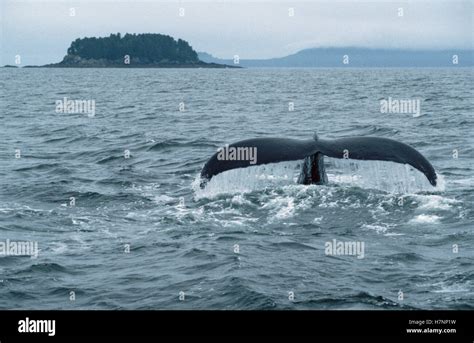 Humpback Whale Megaptera Novaeangliae Tail Southeast Alaska Stock