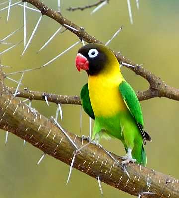 They are native to northeast tanzania and have been introduced to burundi and kenya. Yellow-Collared Lovebird Facts, Pet Care, Behavior, Price ...
