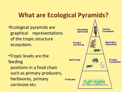 Food Chainfood Web And Ecological Pyramids