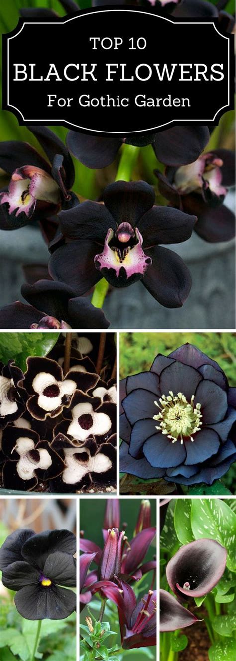 Dark Flower Black Flowers Beautiful Flowers Gothic Flowers Simple