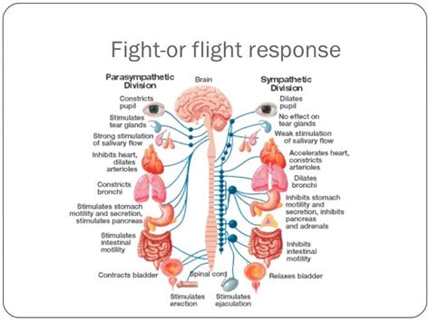 Fight Or Flight Brain Region Amygdala Fight Or Flight Response Fight Or