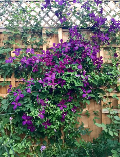 We recommend customers contact our sales team by email as first point of contact, as we're often out in the nursery and may not always be able to answer phone queries immediately. Clematis 'Polish Spirit' | Clematis vine, Climbing vines ...