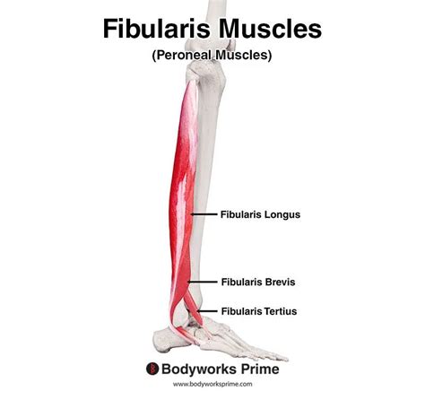 Fibularis Brevis Muscle Anatomy Bodyworks Prime