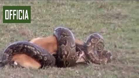 Amazing Predators Fight Big Battle Animals Lion Vs Anaconda Fight