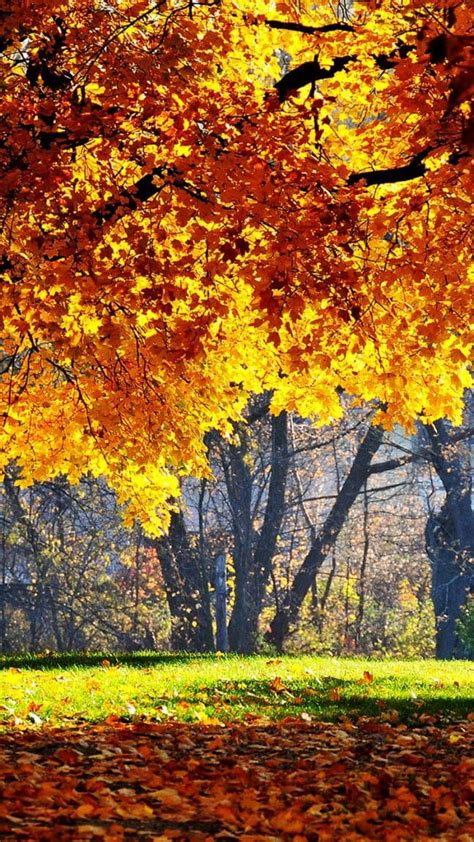 31 Free Amazing Fall Iphone Wallpaper Backgrounds For Fall