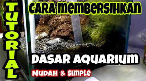 cara membersihkan dasar aquascape || aquarium yang berpasir / kerikil