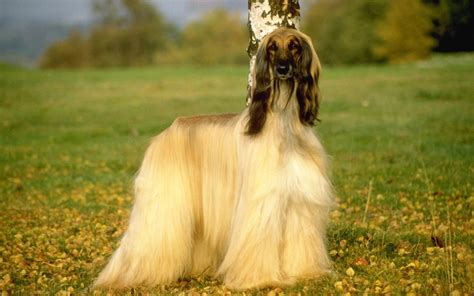 To furnish guidelines for breeders who wish to maintain the quality of their breed and to. Afghan Hound Info, Temperament, Mixes, Training, Puppies ...