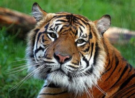 Sumatran Tigers Threatened By Human Activities Asian Scientist Magazine
