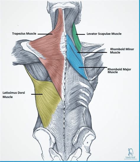 Muscles of the back can be divided into superficial, intermediate, and deep group.since the all the back muscles originate in embryo (fetus) form by locations other than the back, muscles in the. Back Muscles! Overview, Stretching & Strengthening Ex ...