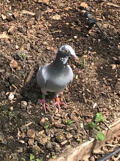 Tattenhall Online Have You Lost A Racing Pigeon