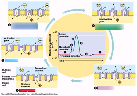 Phases Of Action Potential Diagram Quizlet