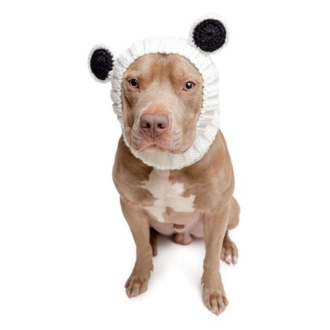 The Cutest Winter Dog Hats Daily Paws