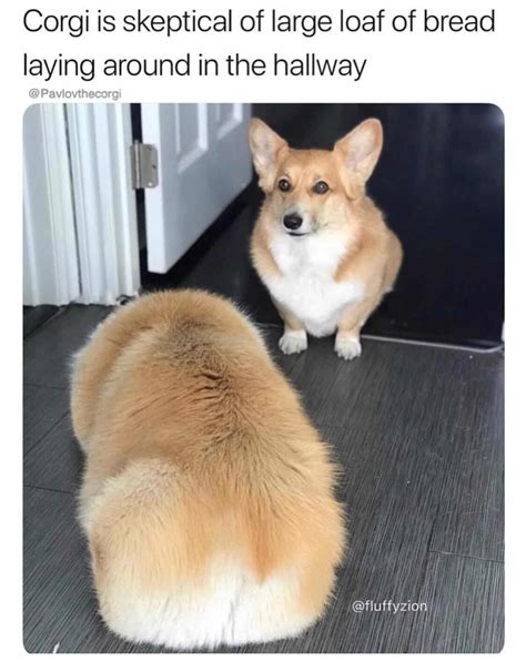 Dog memes can mean a lot of different things; Funny Fat Dog Memes