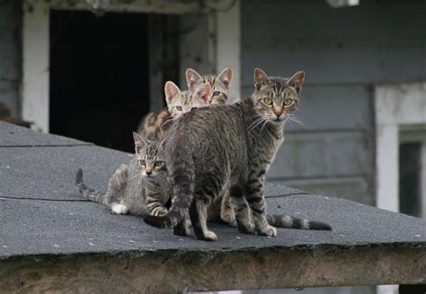 The Why What And How Of Tnr Cat Tales